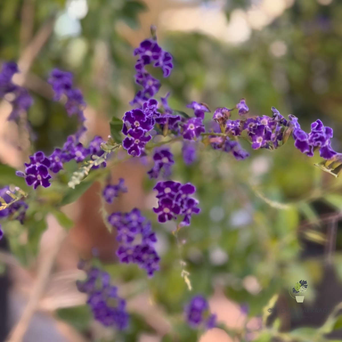 Δουράντα (Duranta plumieri) | Αειθαλής Ανθοφόρος Θάμνος για Φράχτη & Κήπο - 2